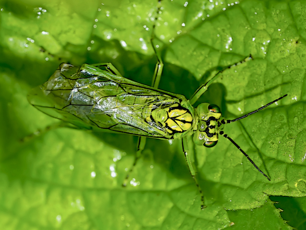 Die Grüne Blattwespe (Rhogogaster viridis)