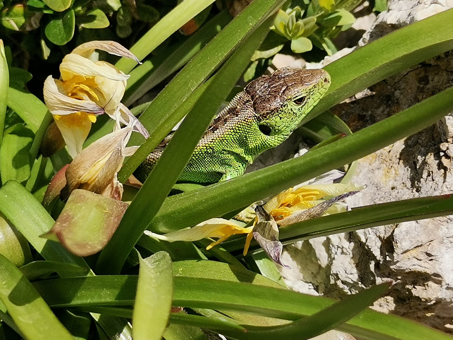 Die Grüne Eidechse 1 Foto & Bild sonyfotowettbewerb