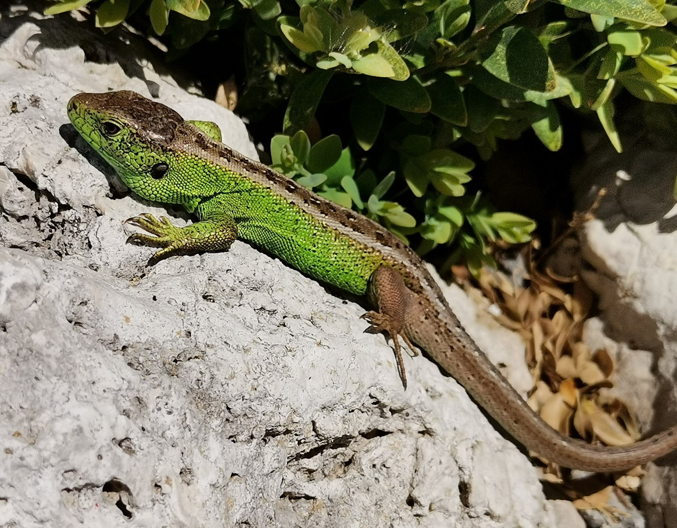 Die Grüne Eidechse 2 Foto & Bild sonyfotowettbewerb, natur, wildlife