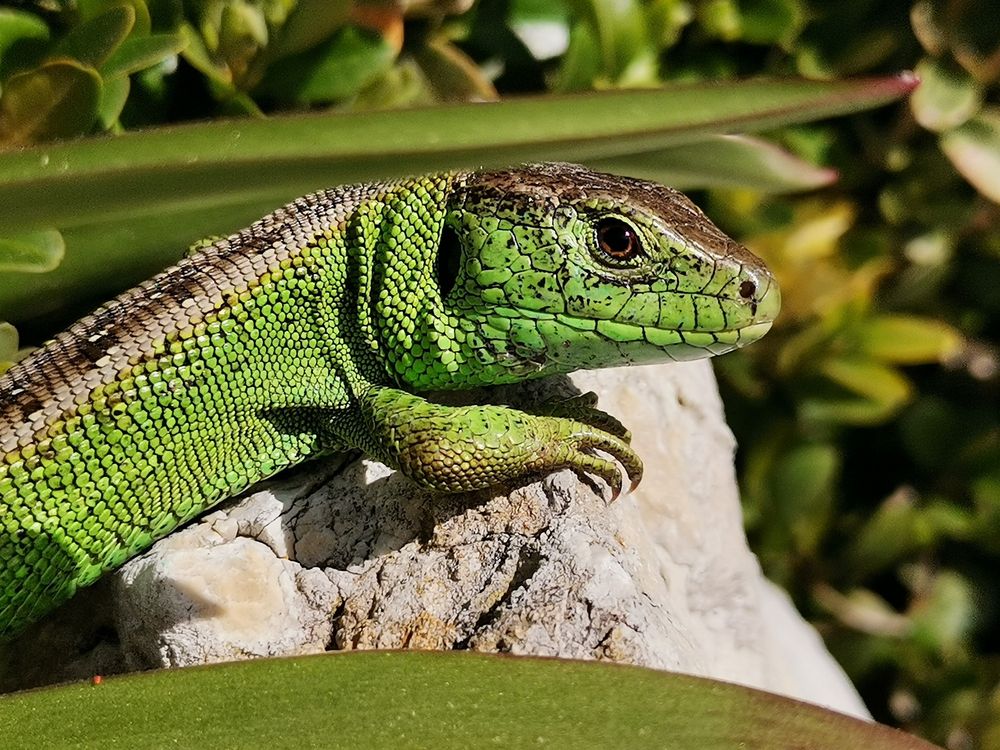 Die Grüne Eidechse Foto & Bild sonyfotowettbewerb