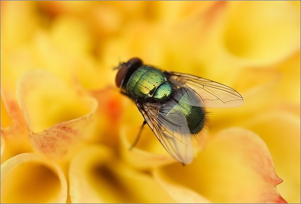 die grüne Fliege Foto & Bild tiere, wildlife, insekten Bilder auf