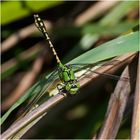 Die Grüne Flussjungfer (Ophiogomphus cecilia) . . . - Das große Aufräumen - Festplattenfunde (25)