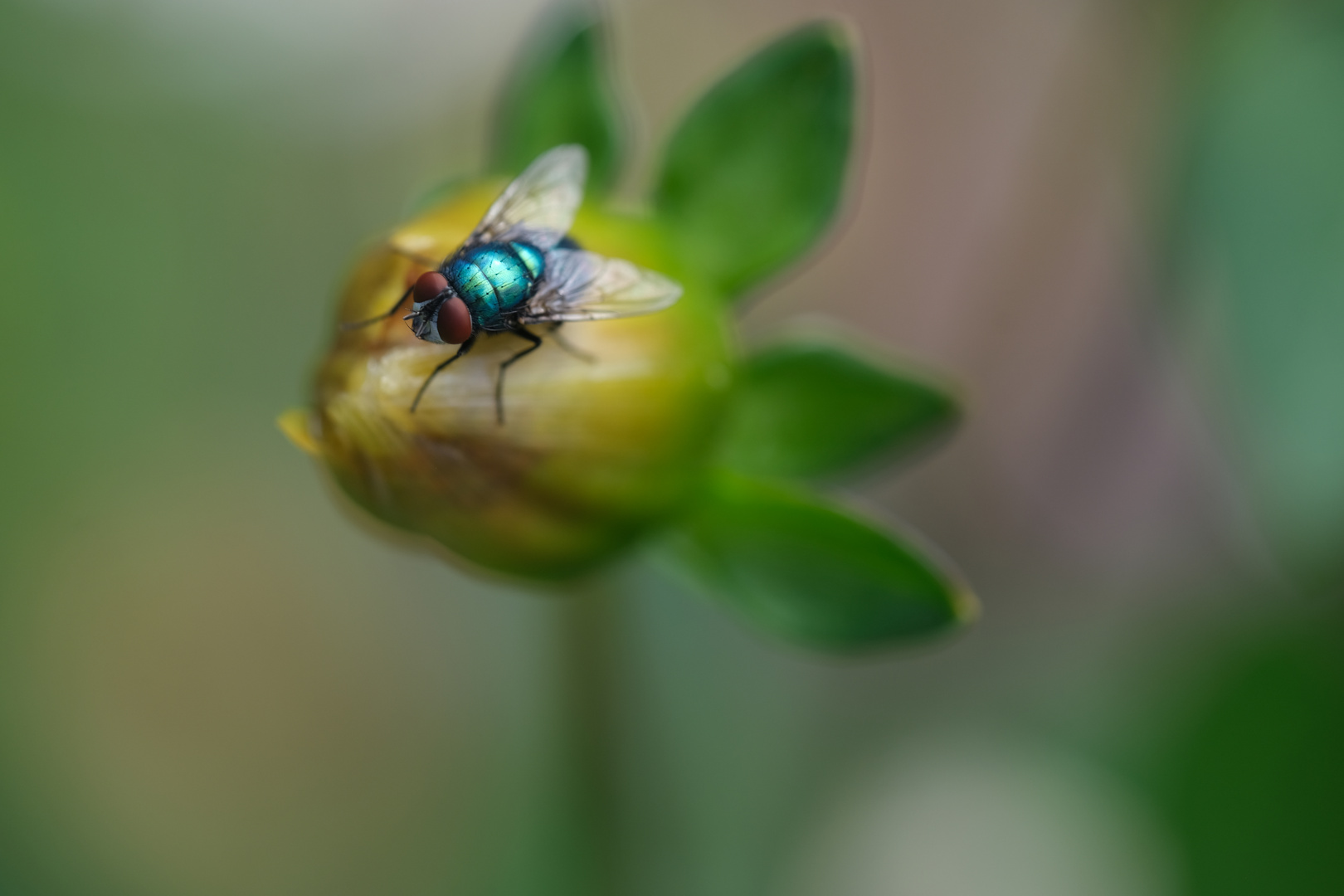 Die grüne Goldfliege (Lucilia sericata) fehlte auch nicht......