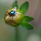 Die grüne Goldfliege (Lucilia sericata) fehlte auch nicht......