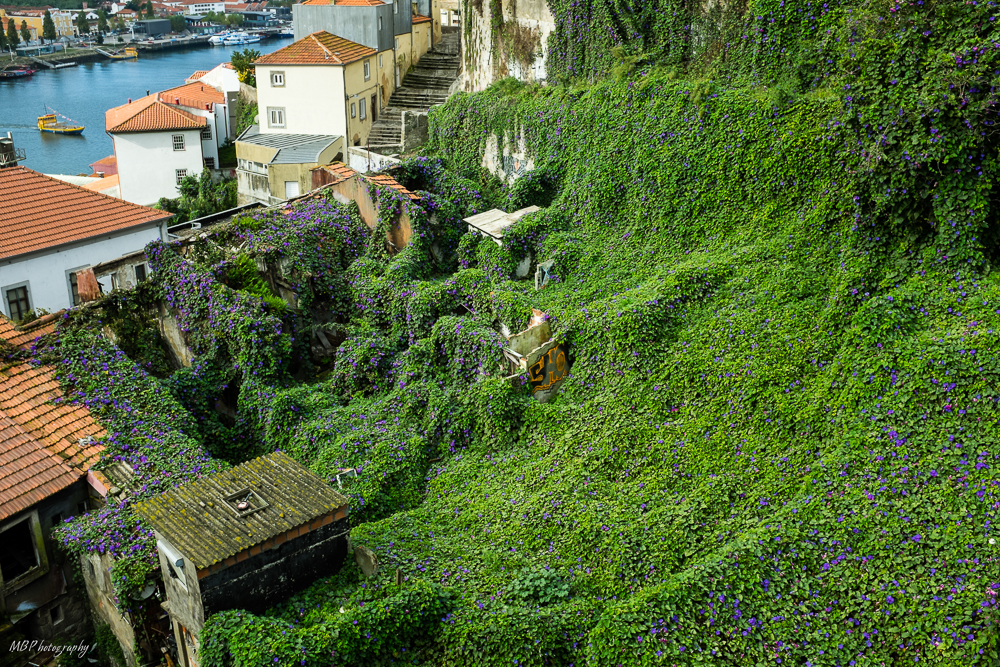 die grüne Hölle Foto & Bild architektur, lost places