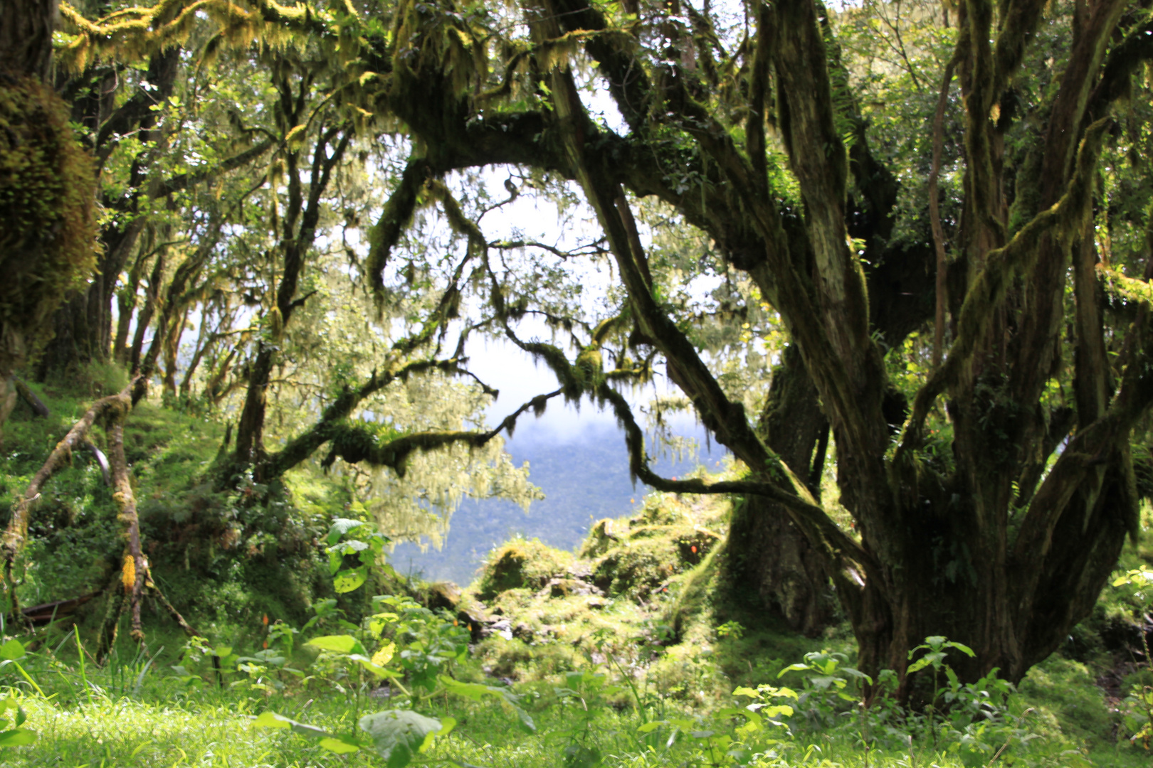 Die grüne Hölle- am Mount Meru