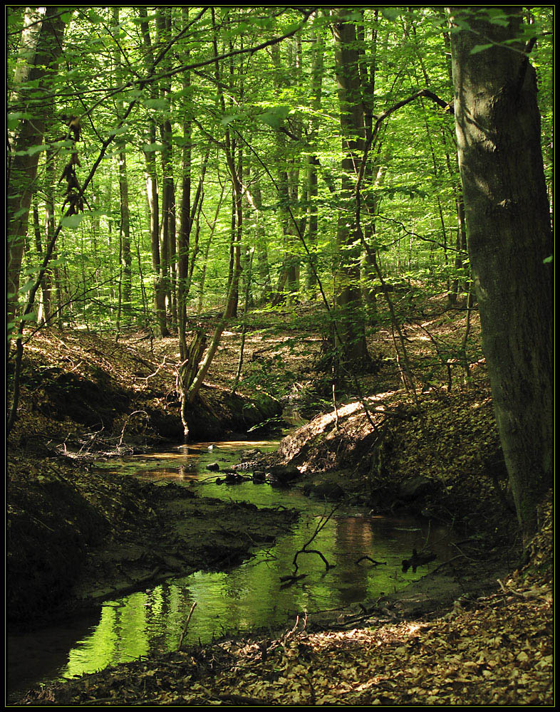 Die grüne Hölle Brandenburgs Foto & Bild | landschaft, bach, fluss & see, bachläufe Bilder auf ...