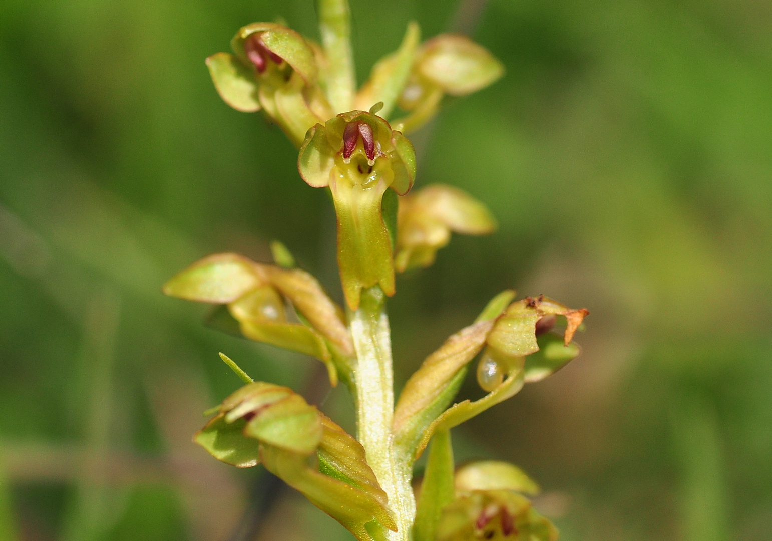 Die Grüne Hohlzunge (Coeloglossum viride)