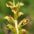 Die Grüne Hohlzunge (Coeloglossum viride)