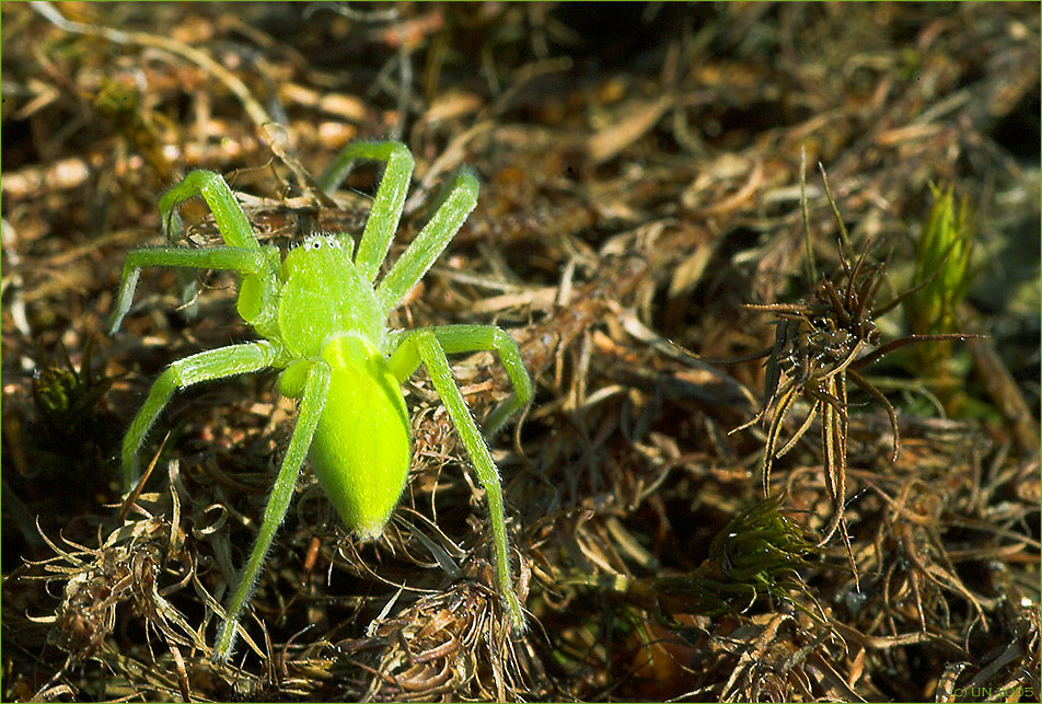 Die grüne Huschspinne (Micrommata virescens)