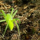 Die grüne Huschspinne (Micrommata virescens)