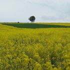 Die grüne Insel am Horizont