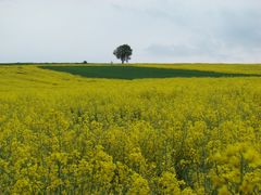 Die grüne Insel am Horizont