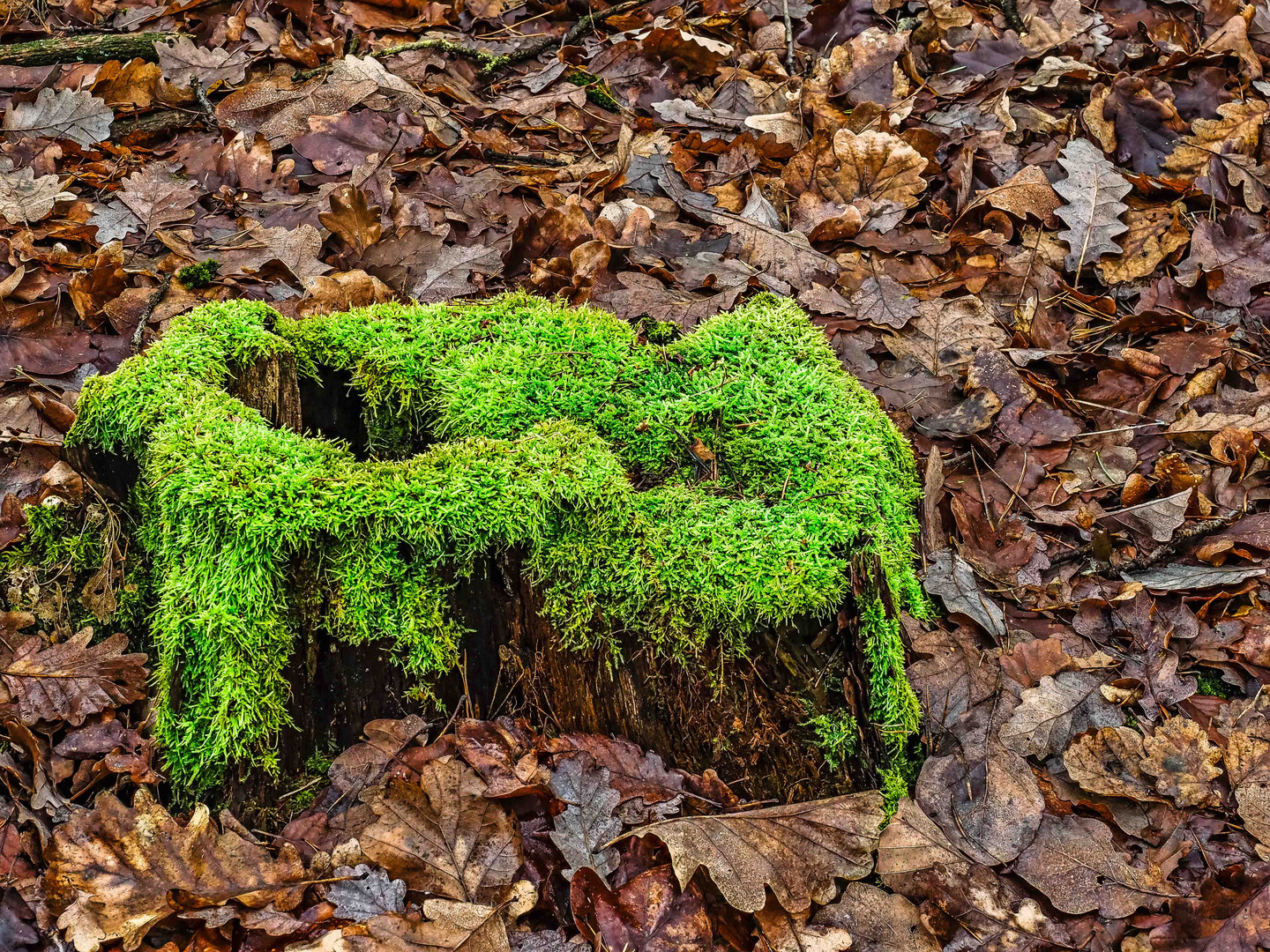 Die grüne Insel im Wald