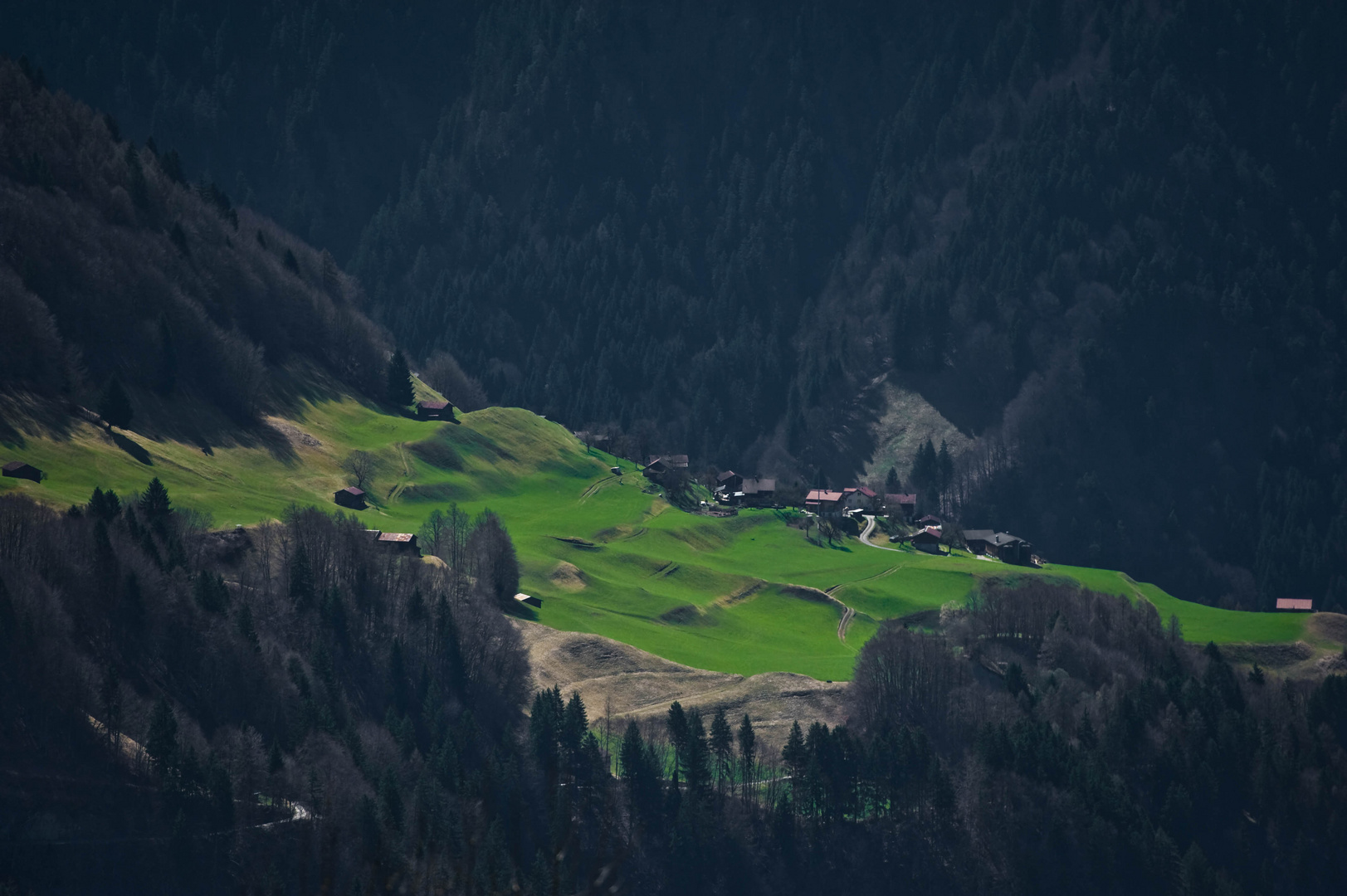 Die grüne Insel im Wald