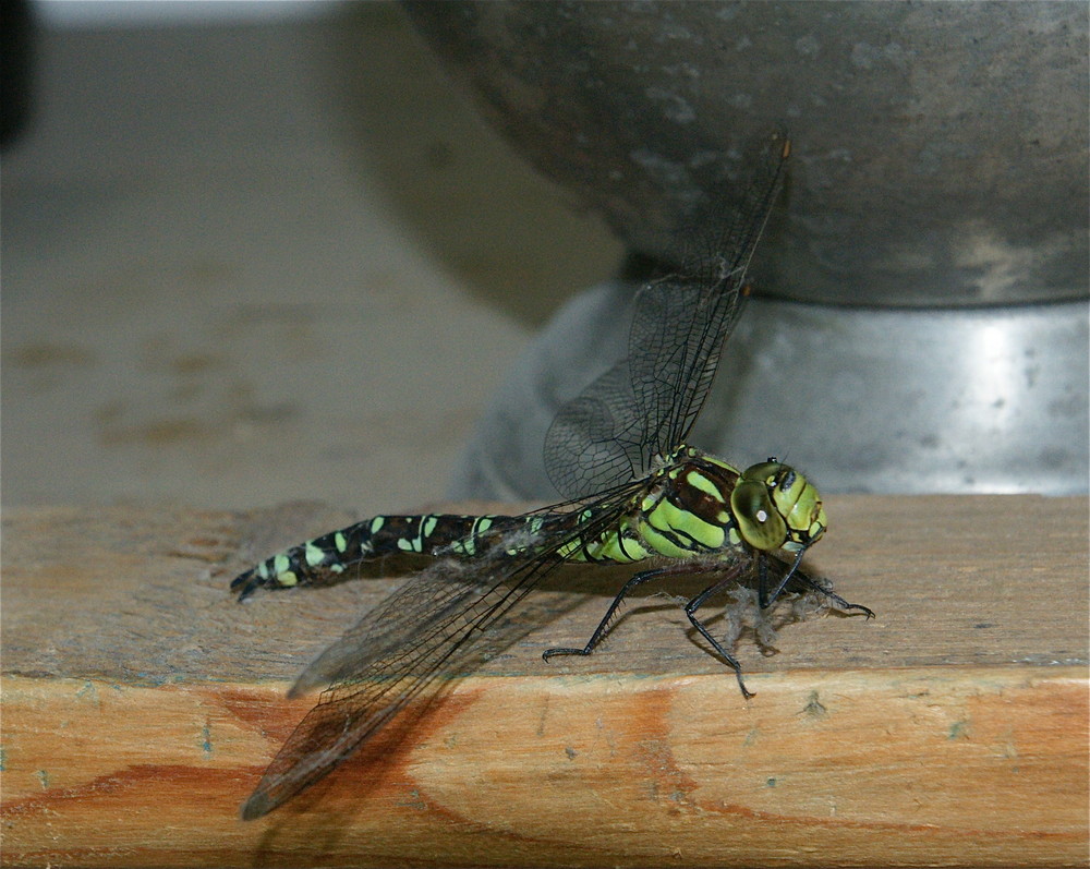 Die grüne Libelle ..