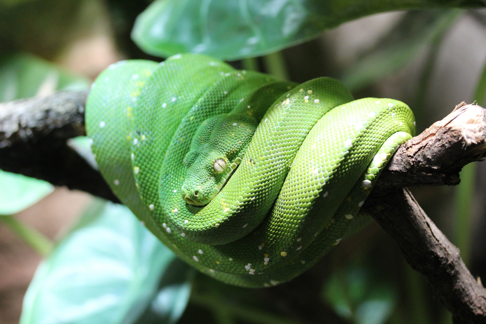 Die grüne Mamba