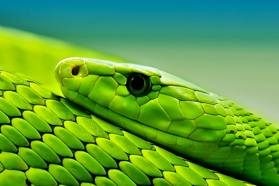 Die grüne Mamba Foto & Bild tiere, tieraufnahmen, natur Bilder auf