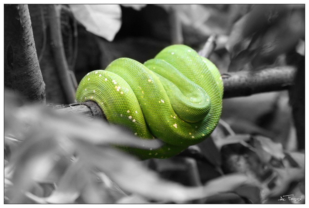 Die grüne Mamba (colorkey)