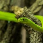 Die Grüne Mamba (Dendroaspis viridis)