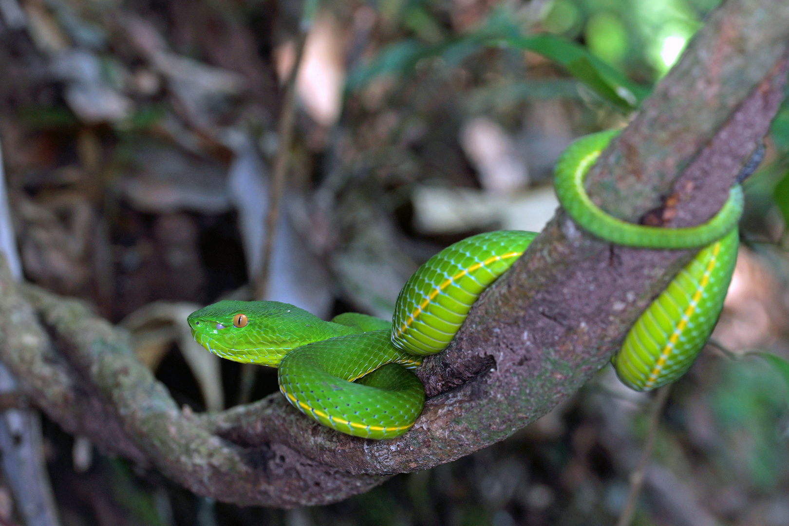 Die grüne Pit Viper...