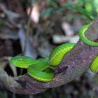 Die grüne Pit Viper...