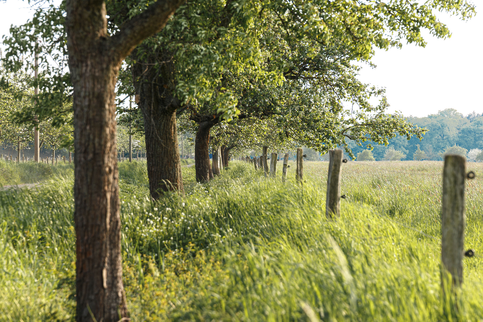 Die grüne Seite der Allee