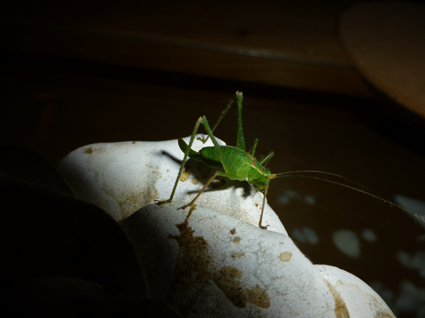 Die grüne Sprunggewaltige " Punktierte Zartschrecke (Leptophyes punctatissima) "