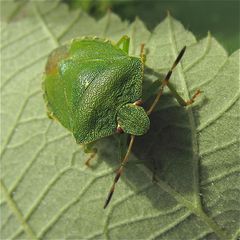 Die Grüne Stinkwanze (Palomena prasina)