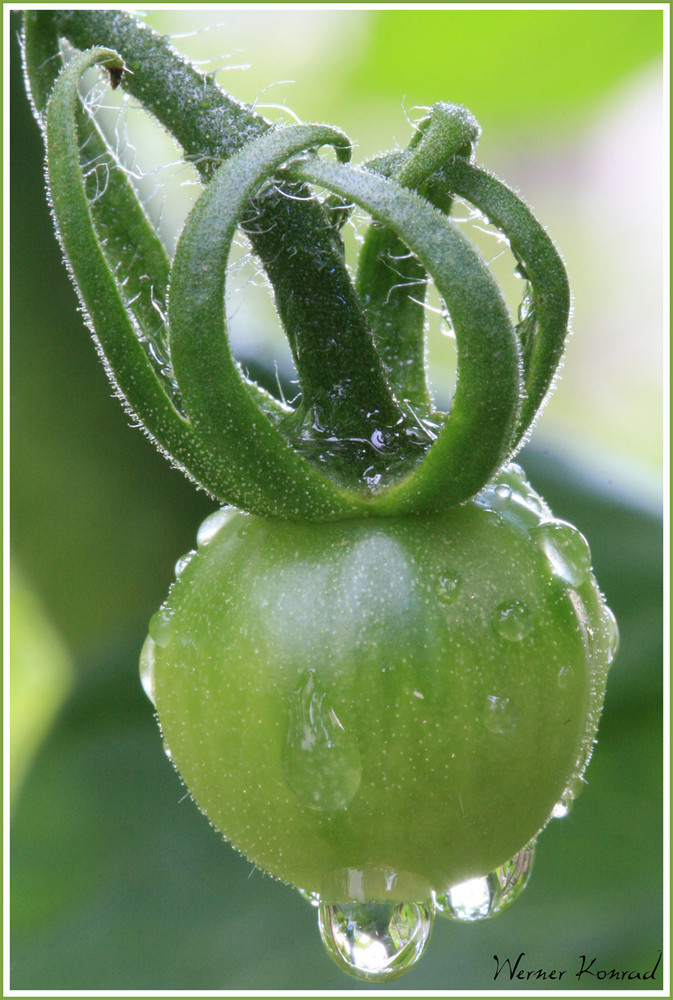 Die grüne Tomate