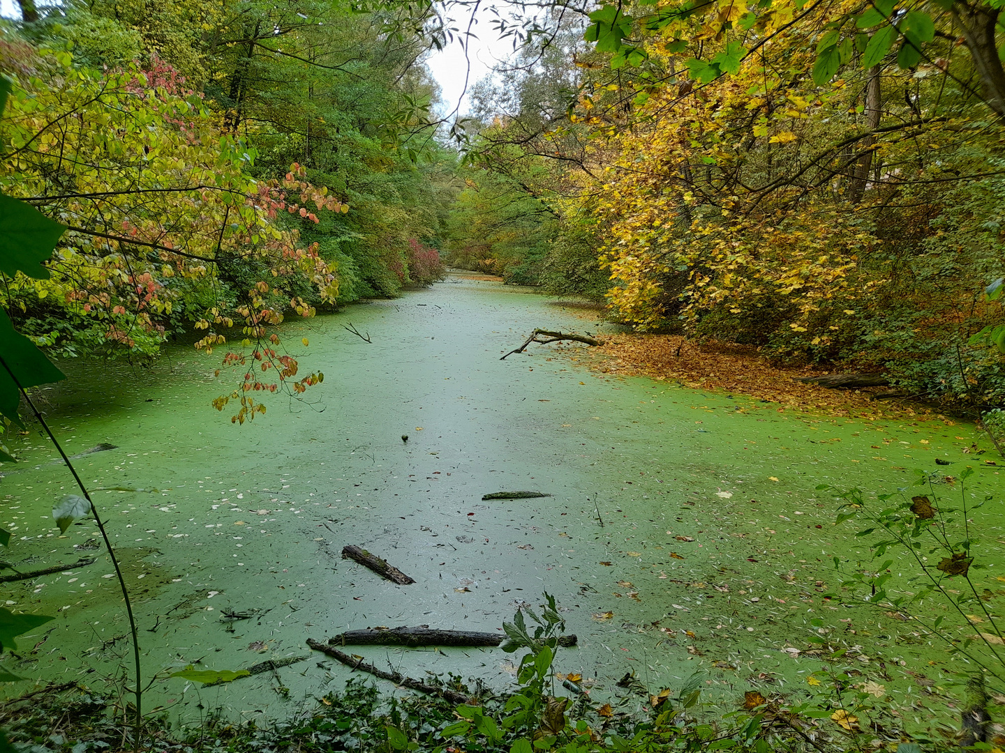 Die grüne Wasserstraße