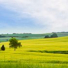 Die Grüne Wiese im Frühling