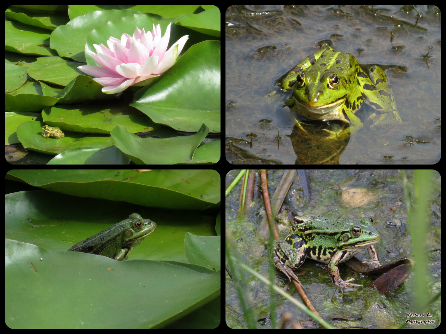 Die Grünen Foto & Bild | outdoor, natur, pflanzen Bilder auf fotocommunity