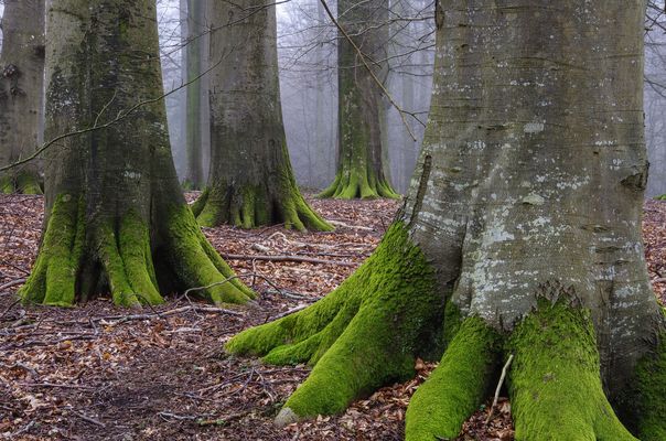 Baumstamm Mit ästen Kaufen baumstamm mit sten kaufen top baum mit hnden der Baumstamm Mit ästen Kaufen baumstamm mit sten kaufen top baum mit hnden der