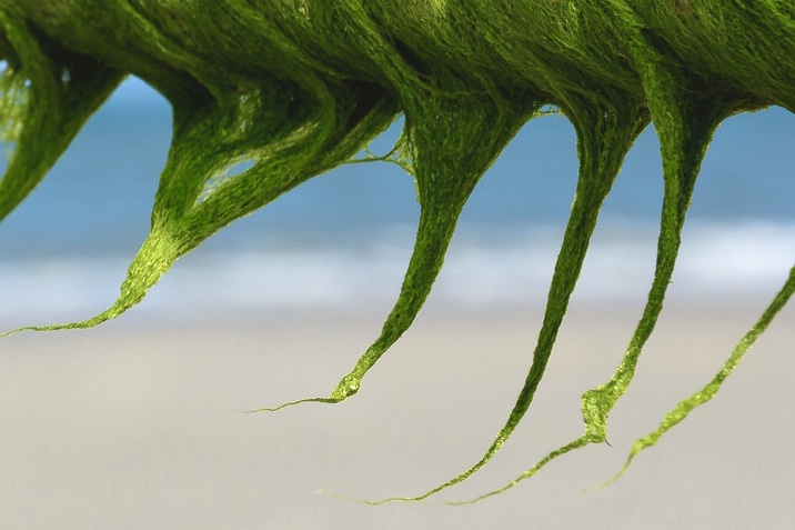 Die grünen Haare der Meerjungfrau