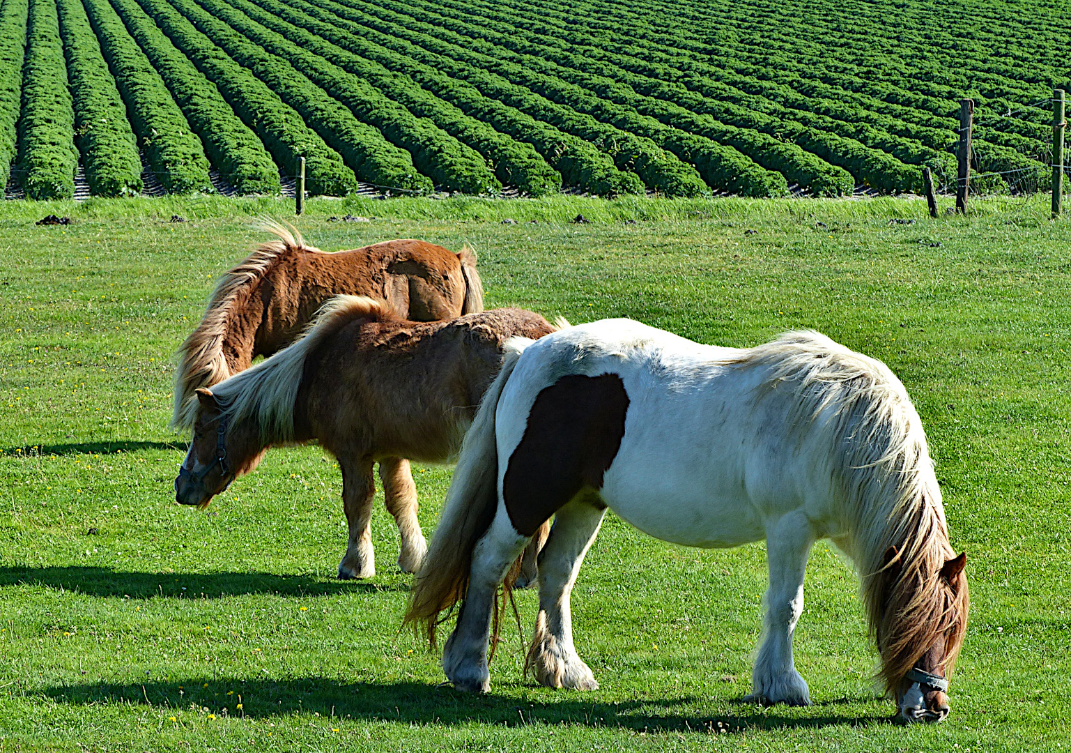 Die Grünkohlponys 