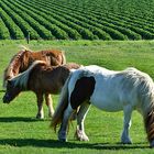 Die Grünkohlponys 