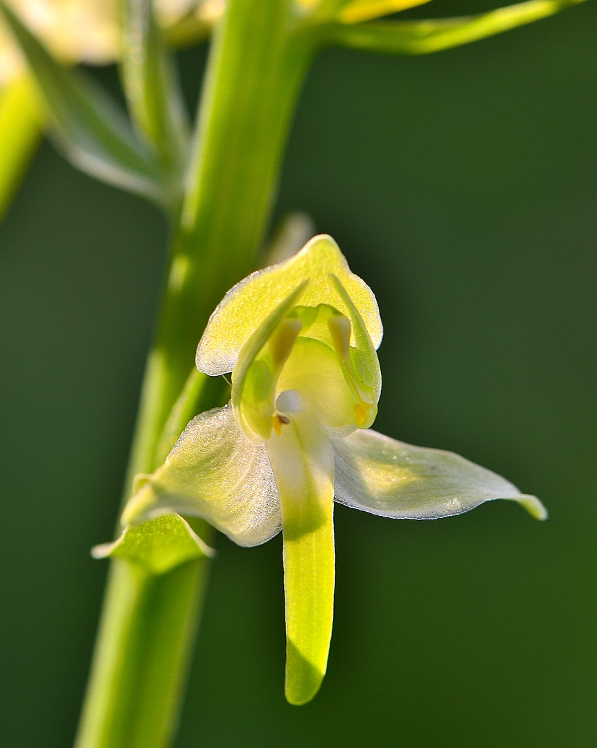 Die Grünliche Waldhyazinthe (Platanthera chlorantha)