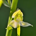 Die Grünliche Waldhyazinthe (Platanthera chlorantha)