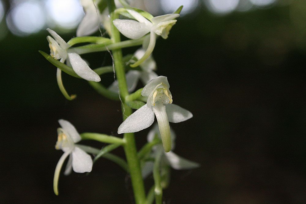 Die Grünliche Waldhyazinthe (Platanthera chlorantha)...