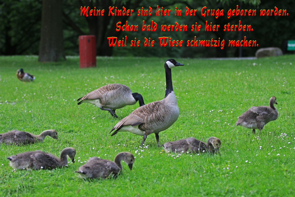 Die Gruga Gänse sollen sterben.