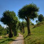 Die Grundidee der Allee bei 35°