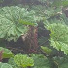 ...die Gunnera...