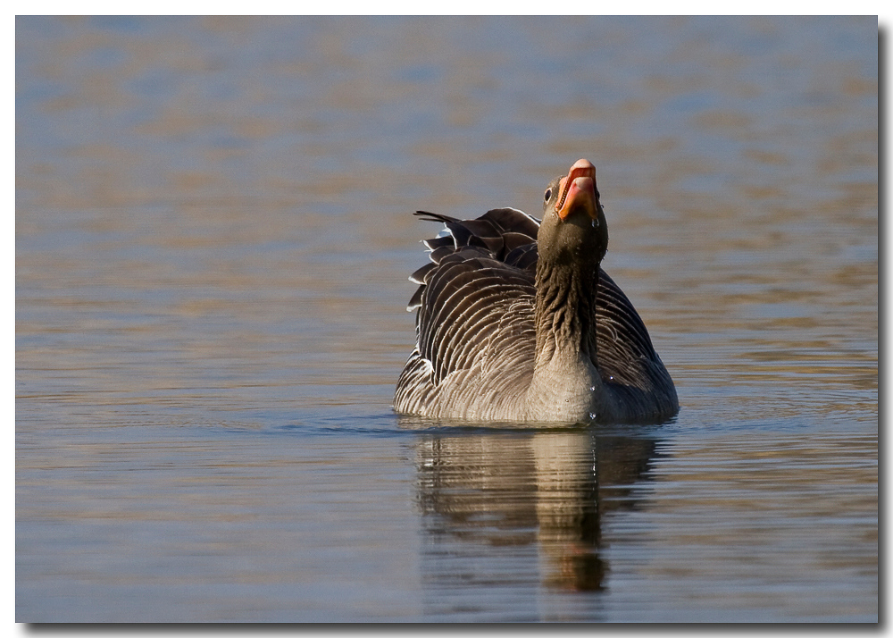 Die gurgelnde Gans