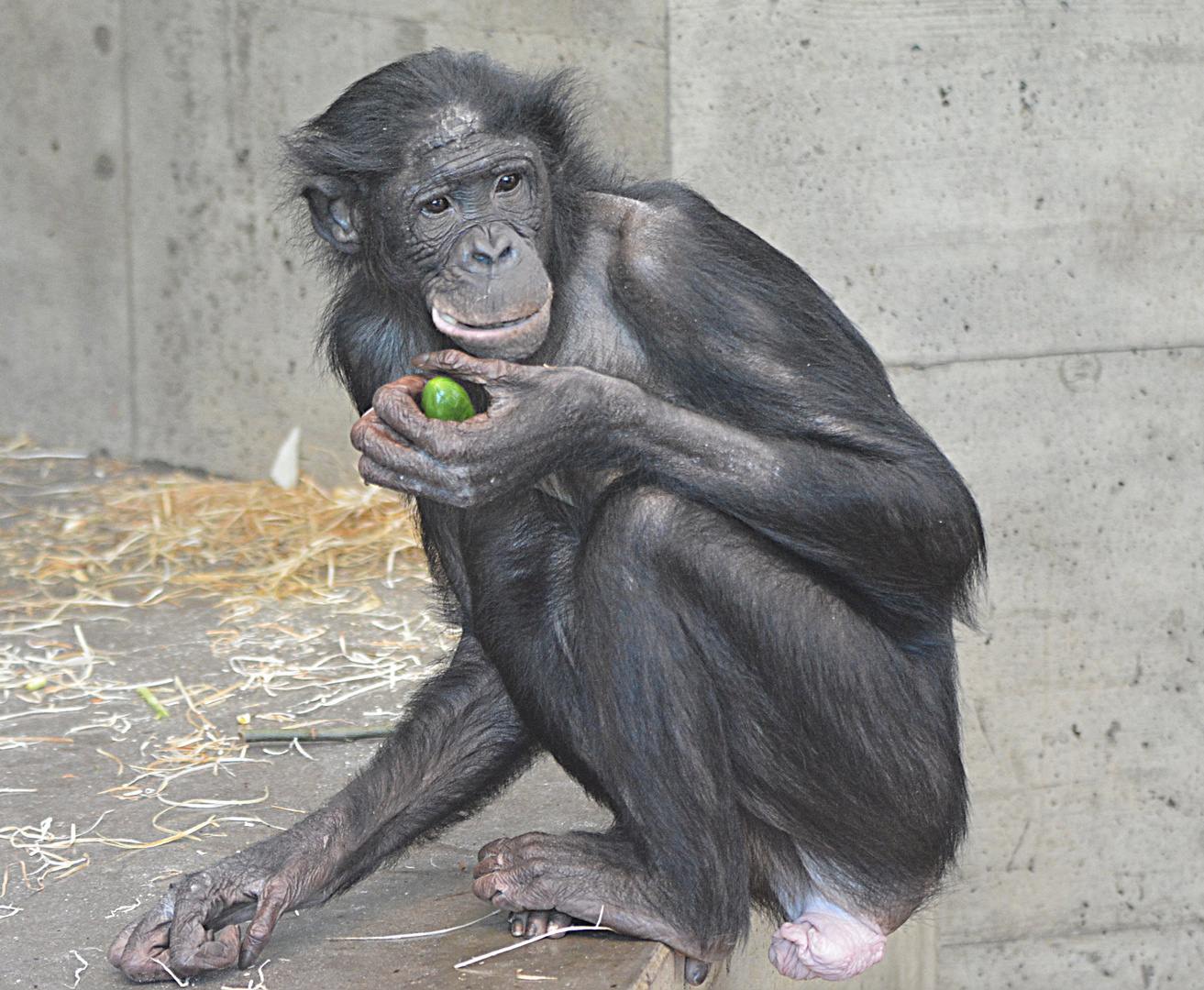 Die Gurke und der Bonobo