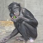 Die Gurke und der Bonobo