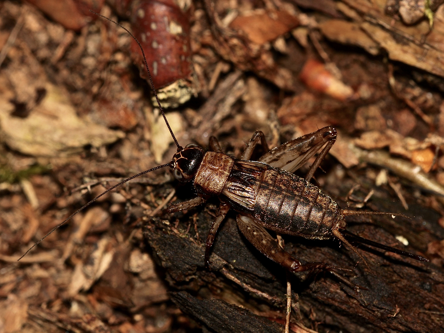 Die gut getarnte Waldgrille (Nemobius sylvestris) ...