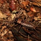 Die gut getarnte Waldgrille (Nemobius sylvestris) ...