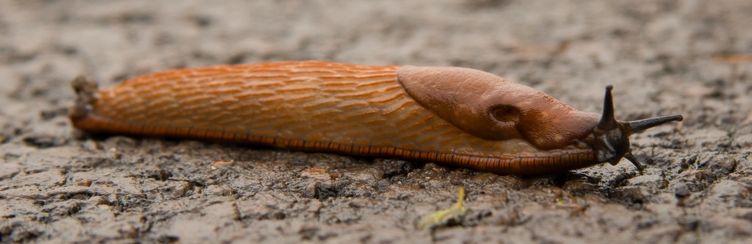 Die gute alte Nacktschnecke...