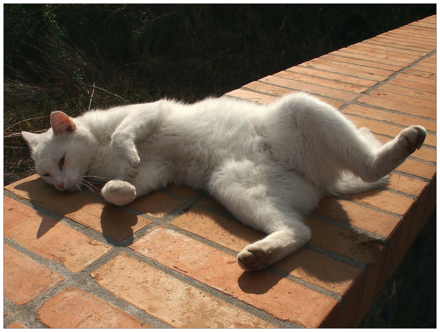 Die Gute-Laune-Katze